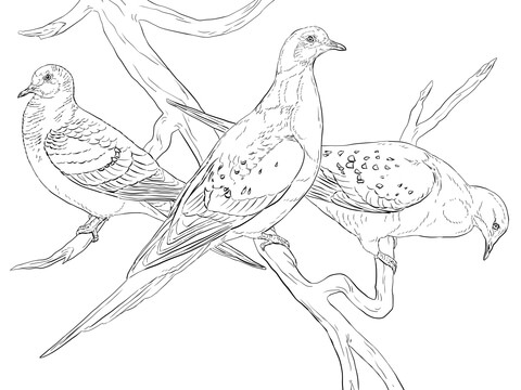 Passenger Pigeons Coloring Page